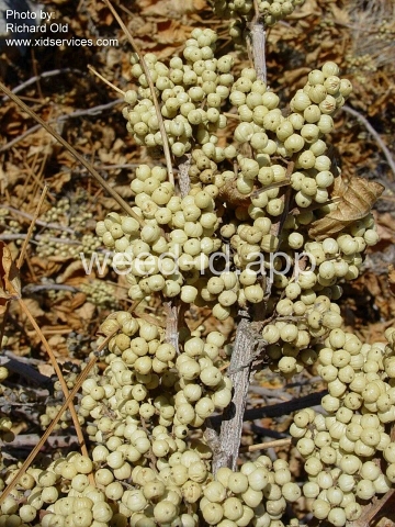 poison-ivy, Rydberg's